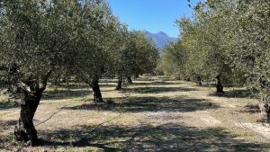 Zeytinin yetişmesi için en uygun iklim hangisidir?