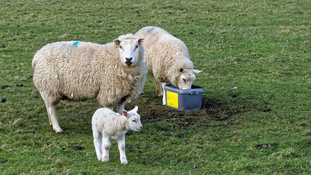 kuzu-koyun-ot-ahır sözcüklerinin sözlük sırasına göre dizilişi hangi seçenekte doğru verilmiştir?