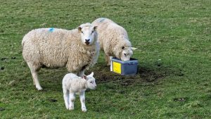 kuzu-koyun-ot-ahır sözcüklerinin sözlük sırasına göre dizilişi hangi seçenekte doğru verilmiştir?