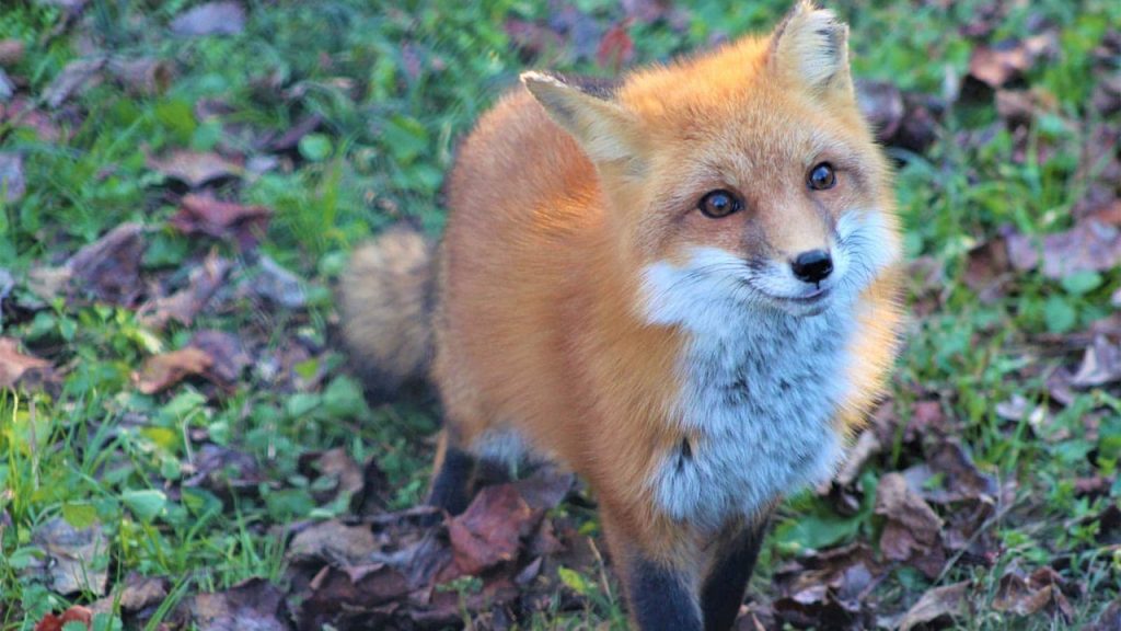 Oradan hangi hayvan geçiyormuş?