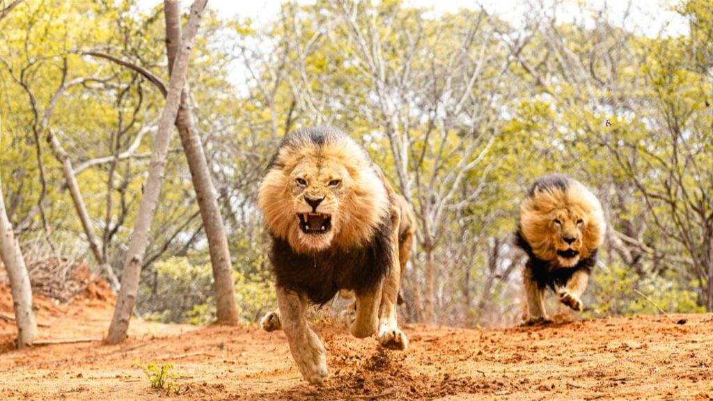 Parçada kaç hayvandan söz edilmektedir?