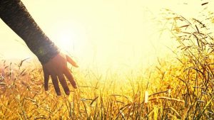 Aşağıdakilerden hangisi Ekolojik Yaklaşım’ın temel amacıdır?