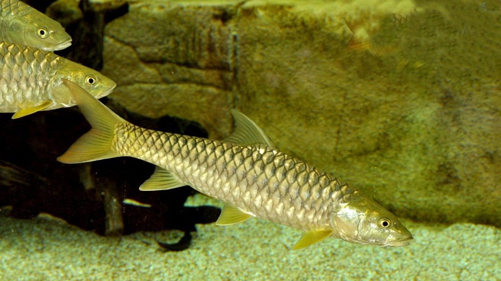 Ayşe’nin altı balığı vardı. Ayşe üç balık daha aldı. Ayşe’nin toplam kaç balığı oldu?