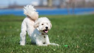 Beyazıt’ın köpeğinin 1 metre 10 cm uzunluğunda kulübesi var. Babası köpeğin kulübesini ne kadar daha uzun yapsaydı köpeğin kulübesi 2 metre uzunluğunda olurdu?