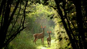 Doğadaki Hayvanlar Şiiri