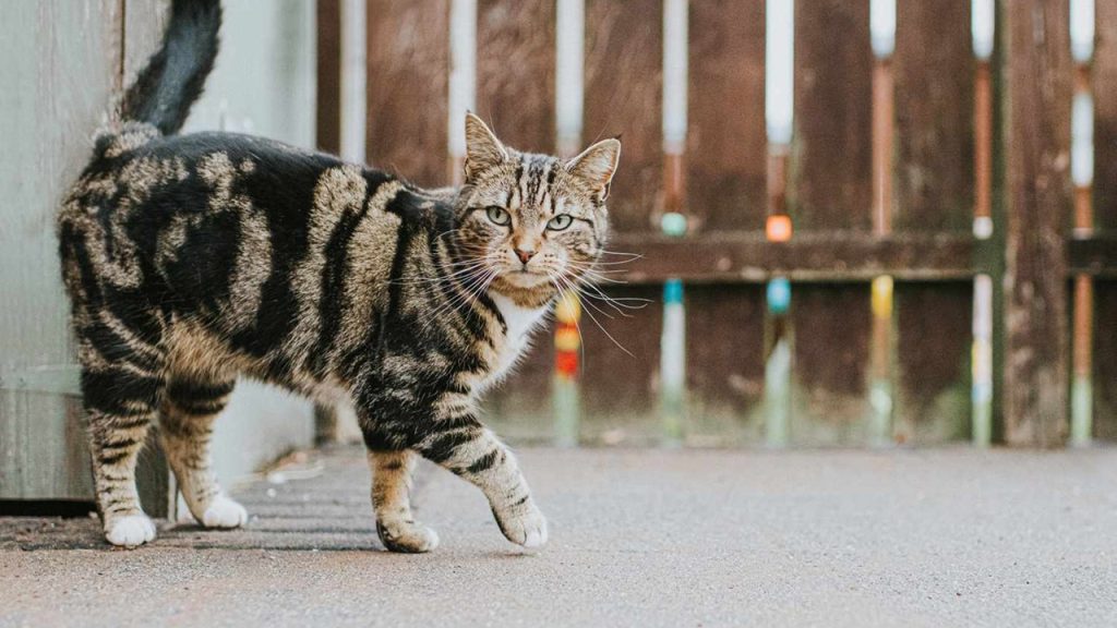 En yaygın kedi cinsi