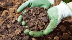 Hangi toprak bitkilerin köklenmesini engeller?