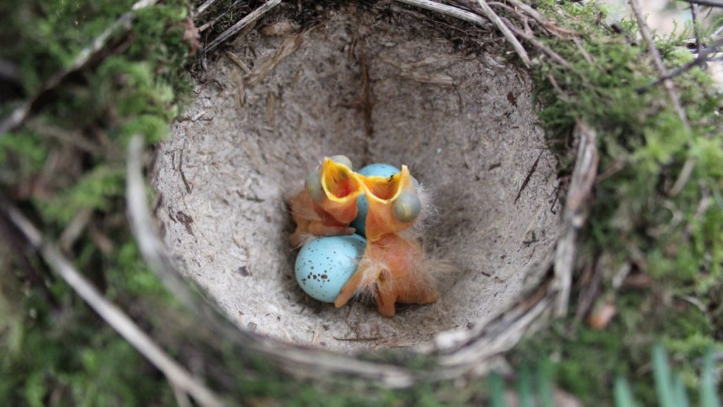 Hikayeler – Ardıç Kuşunun Yuvası