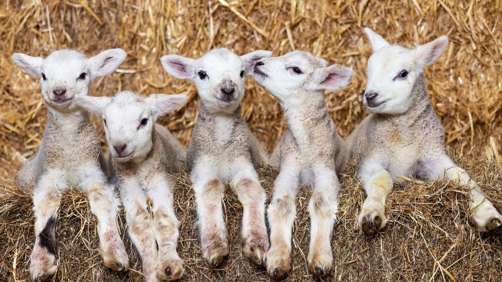 Hikayeler – Ayşe ve Kuzusu