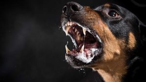 Hikayeler – Kuduz Köpek