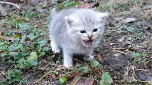 Hikayeler – Zavallı Kedi Yavrusu