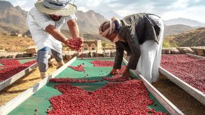 Kahve _____’den gelir.