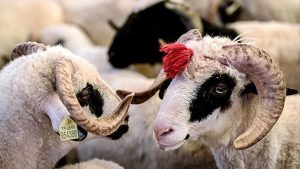 Kurban Bayramı Şiiri