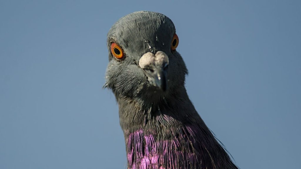 Masallar – Güvercinler