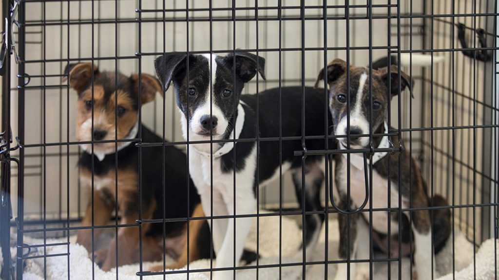 Rehabilite edilen köpeklerden bakıma muhtaç olanlar ve yasaklı ırklar hariç olmak üzere sahiplendirilemeyenlerin kısırlaştırıldıktan sonra kapasite yetersizliği halinde alındıkları ortama geri bırakılmalarının sağlanması ve yerel yönetimler adına toplanan hayvanların rehabilite edilmeden önce terk edilmelerinin yasaklanması haberi