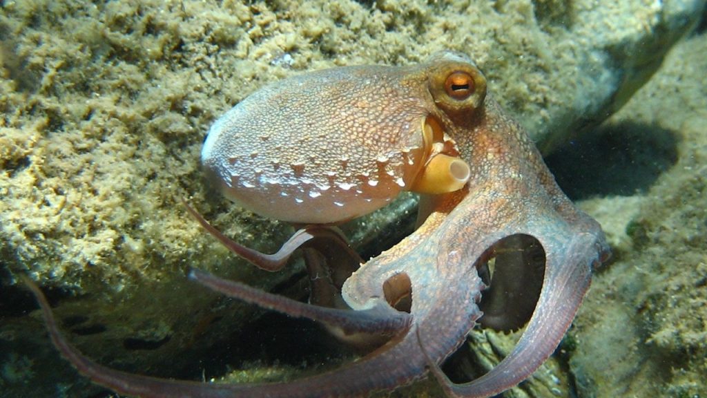 3 kalpli hayvan hangisidir?