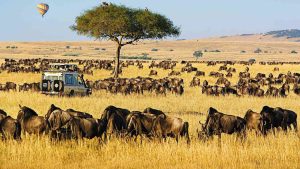 Afrika safari gezisinde _____ görürsen dikkatli ol.