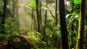 Aşağıdakilerden hangisi tropikal yağmur ormanları biyomunun özelliklerinden biri değildir?