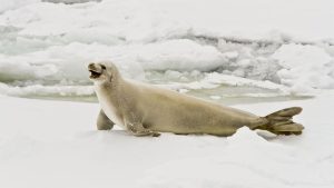 Azerbaycan Türkçesi’nde su iti olarak adlandırılan hayvan hangisidir?
