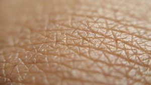 En ağır organ hangisidir?