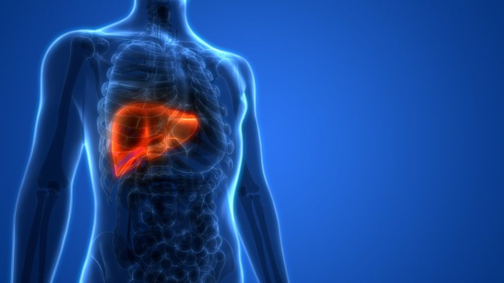 İnsan vücudundaki en ağır iç organ hangisidir?