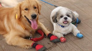 Köpeğimin _____ kemirdiğine hala inanamıyorum.