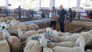Kurban Pazarı Gerçekleri: Et Ucuz, Emek Pahalı