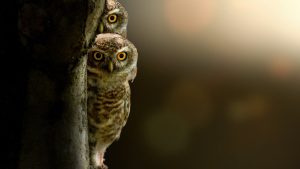 Masallar – Mima ve Baykuş Saklambaç Oynarsa