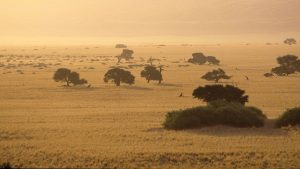 Savan Biyomu Özellikleri