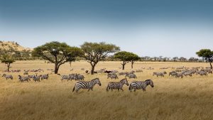 Yukarıda barındırdığı bitki ve hayvan türleri verilen biyom aşağıdakilerden hangisidir?
