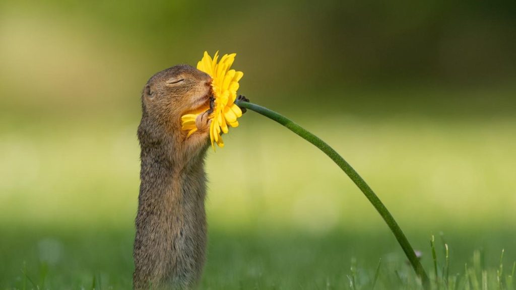 _____ kokusu beni hep mutlu eder.