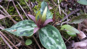 Aşağıdakilerden hangisi geçmiş jeolojik dönemlerde bitkilerin dağılımını açıklamada bilim insanlarının başvurabileceği araştırma kaynaklarından biri olabilir?