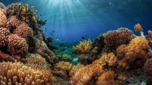 Ekosistemi oluşturan cansız unsurlar ışık, sıcaklık, rüzgar, yağış ile yağ, protein, karbonhidrat, vitamin, su, oksijen ve karbondioksittir. Bu bilgilere göre aşağıdakilerden hangisi söylenemez?