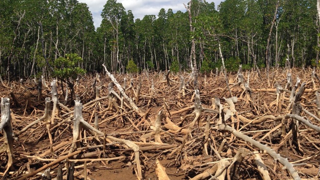 İnsanların ekosistemler üzerindeki olumsuz etkileri
