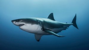 Isırmasından korktuğumuz bir hayvan