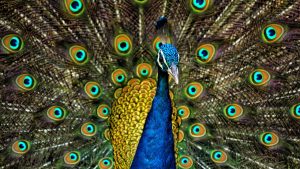 Kafamda iki gözüm ve kuyruğumda birçok gözüm var. Ben neyim?