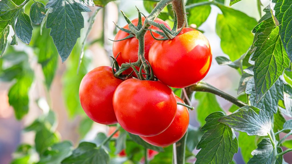 Kırmızı bir derim var, her yemekte yerim var