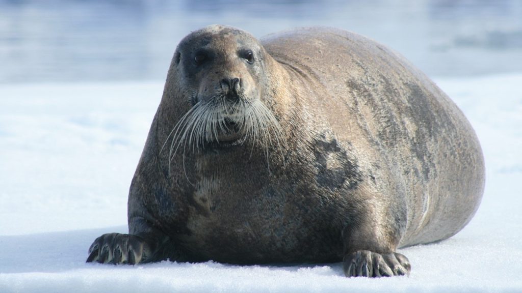 Kutup çevresinde yaşayan canlıların özellikleri