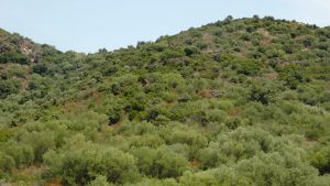Makilerin, kök sistemleri gelişmiş, kısa boylu bodur, yaprakları tüylü ve reçinelidir. Bu durum bitkinin aşağıdaki durumlardan hangisine uyum sağlamasıyla ilgilidir?