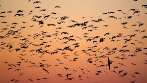 Sürü halinde hareket eden bir hayvan