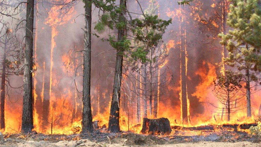Orman Yangınları İle Kompozisyon