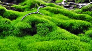 Yosun İle İlgili 10 Cümle