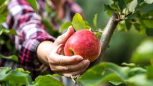 Détacher une fleur de sa tige