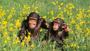 İyi Bir Arkadaşın Özellikleri Nelerdir? Konuşma Sınavı