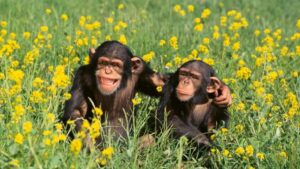 İyi Bir Arkadaşın Özellikleri Nelerdir? Kompozisyon