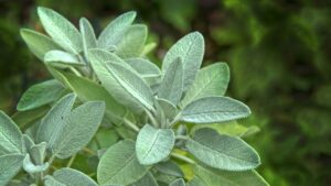 Adaçayı Nedir? Faydaları, Etkileri ve Kullanım Alanları