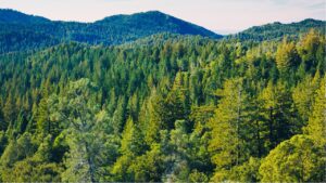 Dünya’nın akciğerleri