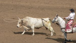 Kovboylar büyükbaş hayvanları bu iple yakalar