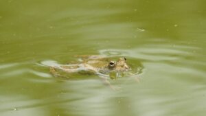 Küçük Kurbağa şarkısında kurbağa hangi uzvunu kaybetmiştir?
