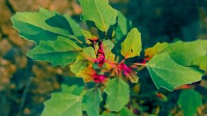 Uyarıcı Özelliğe Sahip Şifalı Bitkiler